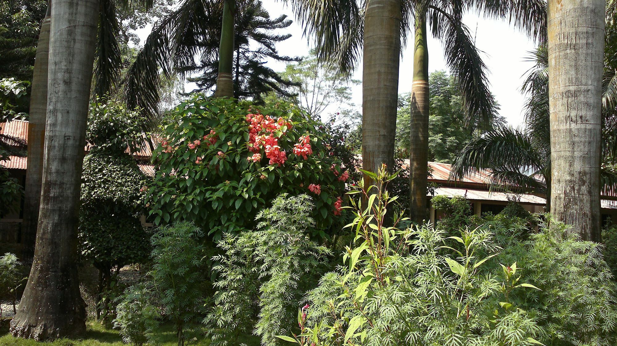 Ama Garden Sauraha Hotel Exterior foto